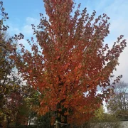 Klon czerwony Red Sunset 'Franksred’ – Acer rubrum