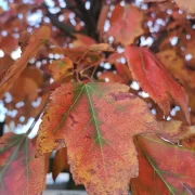 Klon czerwony Red Sunset 'Franksred’ – Acer rubrum