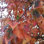 Klon czerwony Red Sunset 'Franksred’ – Acer rubrum