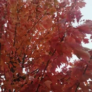 Klon czerwony Red Sunset  'Franksred’ – Acer rubrum