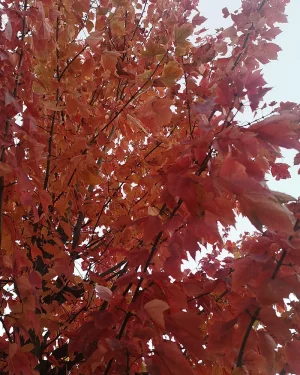 Klon czerwony Red Sunset  'Franksred’ – Acer rubrum