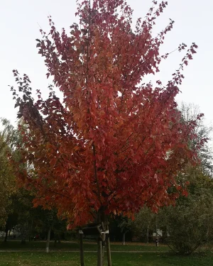 Klon czerwony Red Sunset  'Franksred’ – Acer rubrum