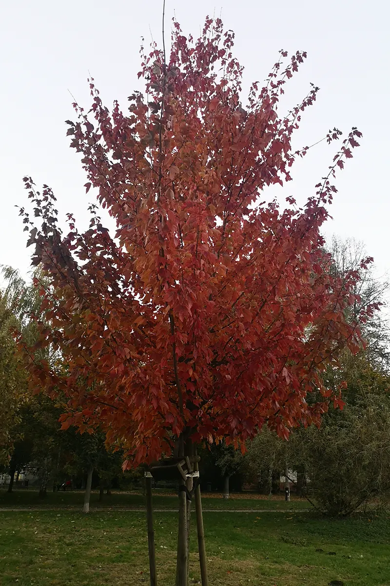 Klon czerwony Red Sunset  'Franksred’ – Acer rubrum