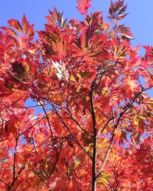 Klon japoński 'Aconitifolium’ – Acer japonicum