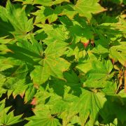 Klon japoński 'Aureum’ – Acer japonicum