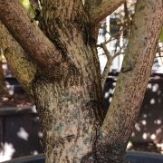 Klon japoński 'Aureum’ – Acer japonicum