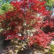 Klon palmowy 'Atropurpureum’ – Acer palmatum