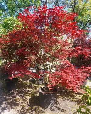 Klon palmowy 'Atropurpureum’ – Acer palmatum