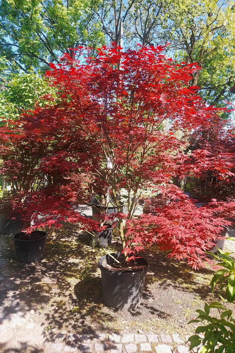 Klon palmowy 'Atropurpureum’ – Acer palmatum
