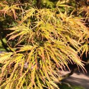 Klon palmowy 'Dissectum’ – Acer palmatum