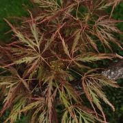 Klon palmowy 'Dissectum’ – Acer palmatum