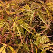 Klon palmowy 'Emerald Lace’ – Acer palmatum