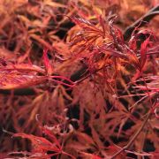 Klon palmowy 'Emerald Lace’ – Acer palmatum