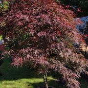 Klon palmowy 'Garnet’  – Acer palmatum