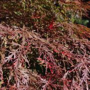 Klon palmowy 'Garnet’  – Acer palmatum