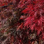 Klon palmowy 'Inaba-shidare’ – Acer palmatum