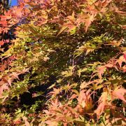 Klon palmowy 'Orange Dream’ – Acer palmatum