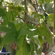 Klon palmowy 'Osakazuki’ – Acer palmatum