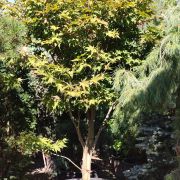 Klon palmowy 'Osakazuki’ – Acer palmatum