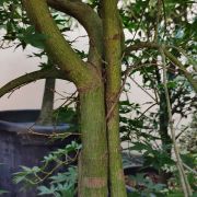 Klon palmowy 'Ryu sei’ – Acer palmatum