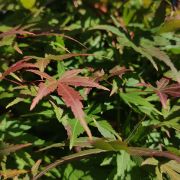 Klon palmowy 'Ryu sei’ – Acer palmatum