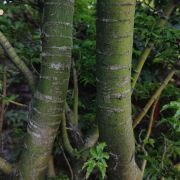 Klon palmowy 'Shishigashira’ – Acer palmatum