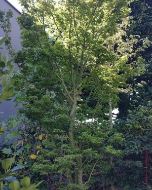Klon palmowy 'Shishigashira’ – Acer palmatum