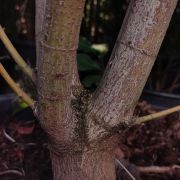 Klon palmowy 'Trompenburg’ – Acer palmatum