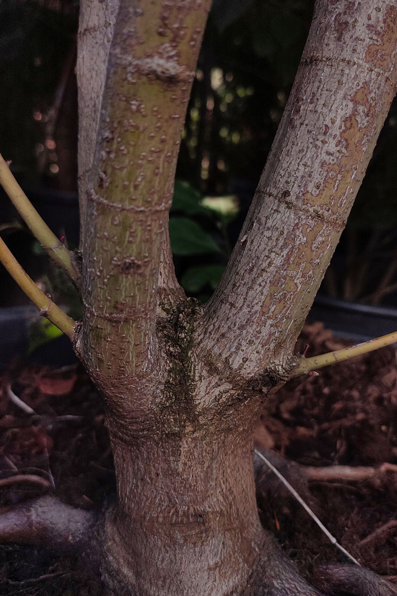 Klon palmowy 'Trompenburg’ – Acer palmatum