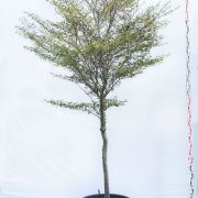 duże-drzewo-drzewa-sadzonki-w-donicach-szkółka-sprzedaż-sklep-do-ogrodu-sadzenia-liściaste-liście buk mercedes fagus