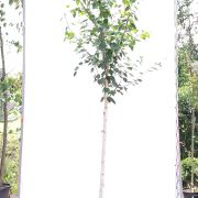 Brzoza pożyteczna 'Doorenbos’ – Betula utilis