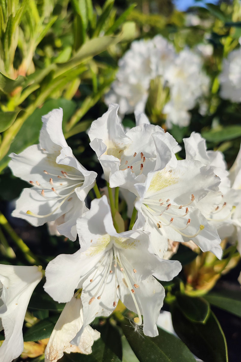 Rhododendron 'Cunningham’s White’ – Różanecznik – biały