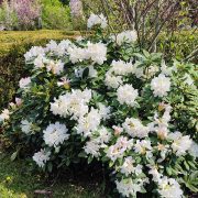 Różanecznik 'Cunningham’s White’ – Rhododendron