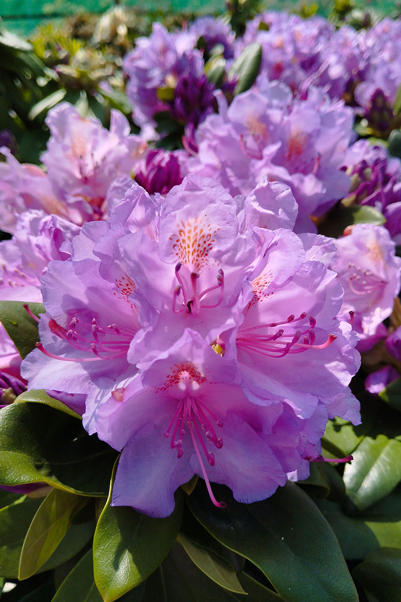 Różanecznik 'Catawbiense Grandiflorum’ – Rhododendron
