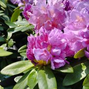 Różanecznik 'Catawbiense Grandiflorum’ – Rhododendron