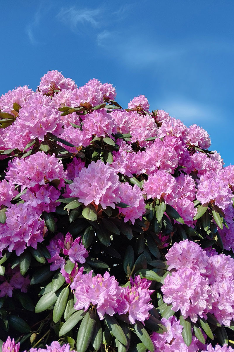 Różanecznik 'Roseum Elegans’ – Rhododendron