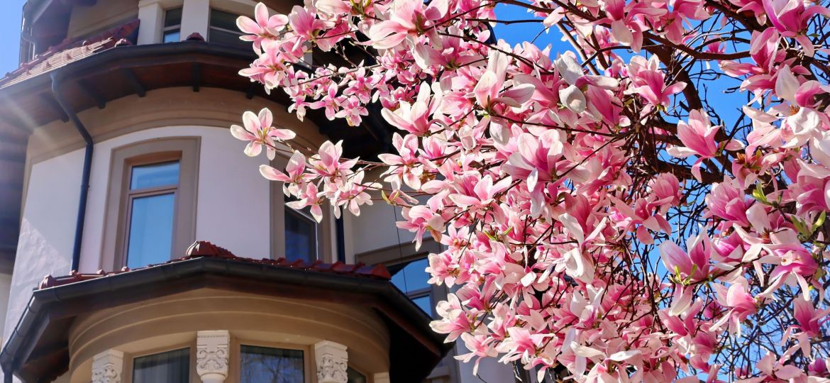 piekno-magnolii-sadzonki-galeria-ogrodowa