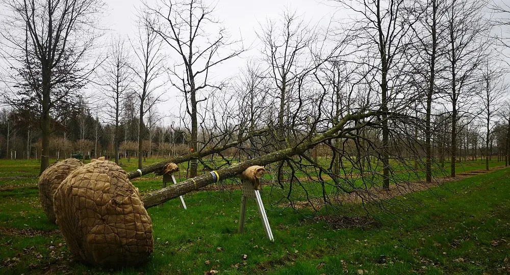sadzenie-duzych-drzew-czas-na-sadzenie-drzew-galeria-ogrodowa