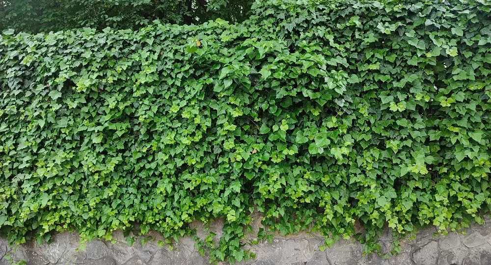 bluszcz-hedera-helix