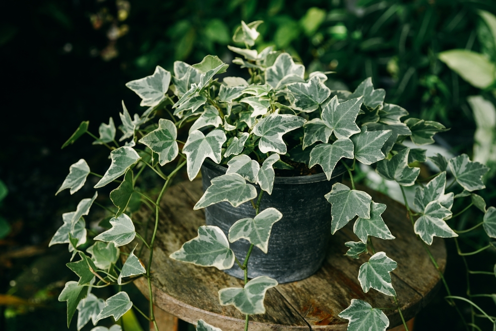 gummibaum melany Gummibaum Ficus elastica 'Melany' auf einem Stamm
