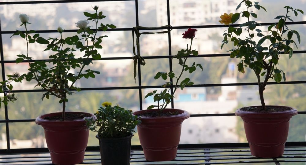 caloroczne-drzewka-na-balkon-zielona-oaza-w-twoim-mieszkaniu
