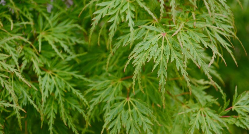 klon-palmowy-przewodnik-po-uprawie-i-pielegnacji