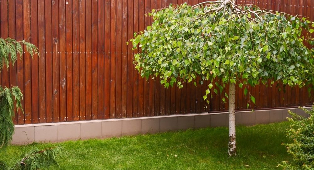 optymalny-czas-na-sadzenie-brzozy-przewodnik-dla-ogrodnikow