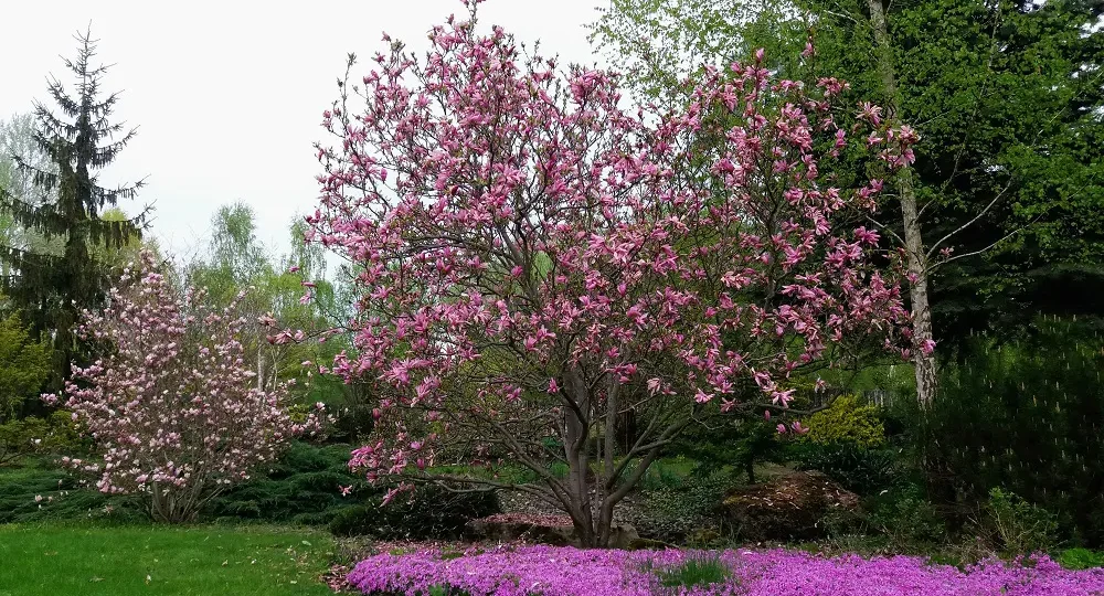 soliter_magnolia