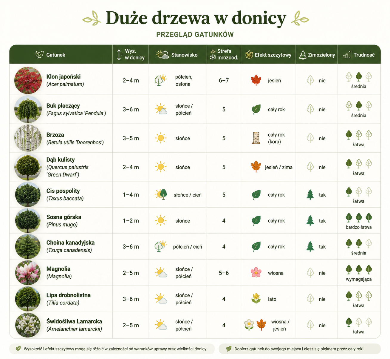 duże drzewa w donicy galeria ogrodowa