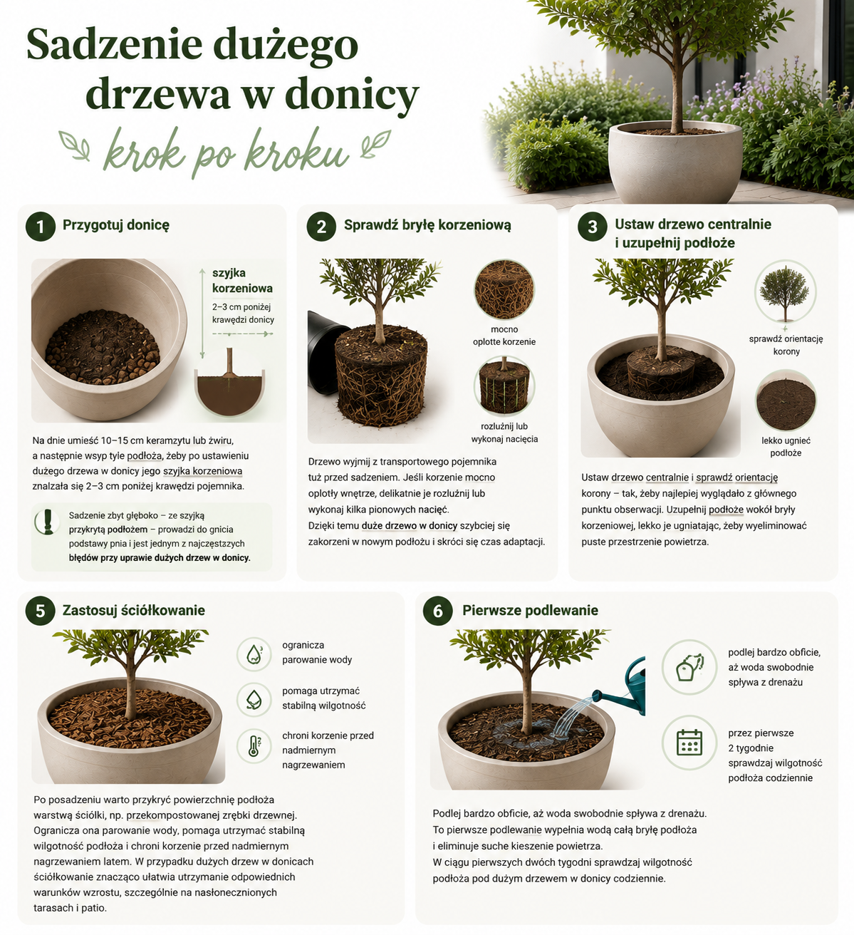 duże drzewa w donicy