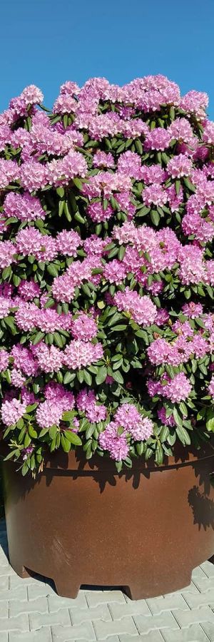 rozanecznik-różowy-rhododendron-roseum-elegans-ogrod-duze-drzewa-krzewy-galeria-ogrodowa-2